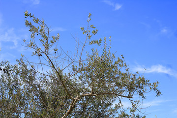 olive branches in autumn