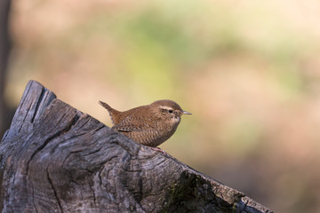 Lo scricciolo comune (Troglodytes troglodytes)