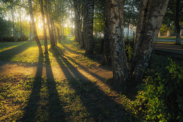 Sunlight illuminates the path in the summer park