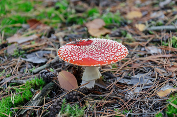 Amanita with a red cap