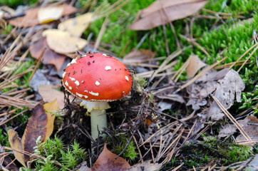 Amanita with a red cap