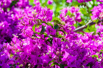 Blooming magenta Bougainvillea bush
