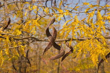 Autumn landscape. Trees threw off foliage. Plantations of Carob trees. Trees threw off foliage. Honey locust (Gleditsia triacanthos), thorny locust.