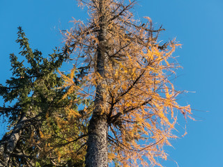 Two trees with green and yellow needles.