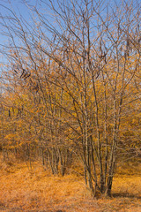 Fototapeta premium Autumn landscape. Trees threw off foliage. Plantations of Carob trees. Trees threw off foliage. Honey locust (Gleditsia triacanthos), thorny locust.