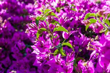 Blooming magenta Bougainvillea bush