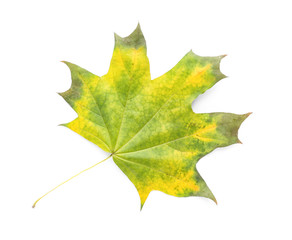 Color autumn leaf on white background
