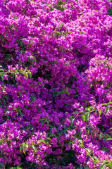 Naklejka premium Blooming magenta Bougainvillea bush