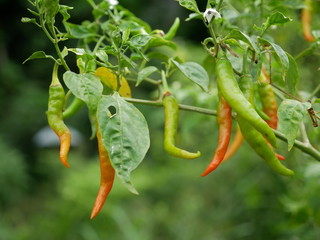 colorful of chili.