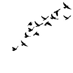 Obraz premium isolated silhouette of flying birds