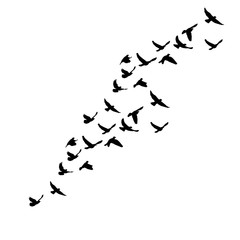 Obraz premium na białym tle sylwetka ptaków latających