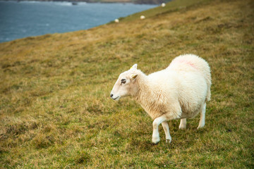 Obraz premium Irish Sheep 