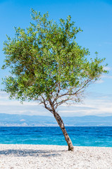 Young olive tree on Adriatic sea pebble beach