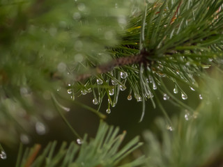 Water drop on the needles. Water drop on the macro photo. Rain drop on the macro photo.