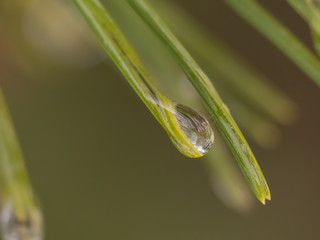 Water drop on the needles. Water drop on the macro photo. Rain drop on the macro photo.
