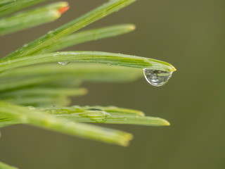 Water drop on the needles. Water drop on the macro photo. Rain drop on the macro photo.