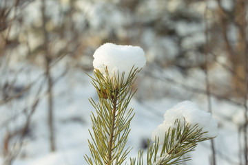 Fir tree branches in the snowy forest. New year and christmas theme
