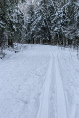 close-up of a ski track on white snow against a background of a pine forest