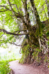 Walking track under the trees roots in Plitvice National Park
