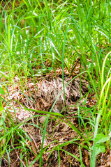 Red-backed vole rodent hiding and eating in the grass