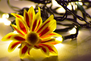 yellow flower