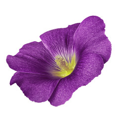 amethyst yellow flower lavatera isolated on white background. Flower bud close up. Nature.