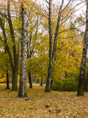 Autumn forest. Dry leaves. Color of autumn.