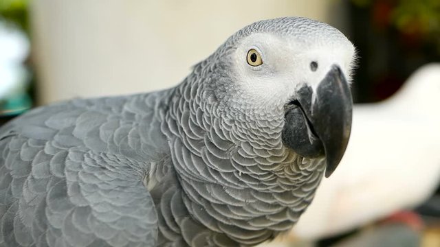 Red-tailed monogamous African Congo Grey Parrot, Psittacus erithacus. Companion Jaco is popular avian pet native to equatorial region. Exotic bird in tropical forest.