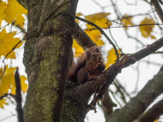 Squirrel on the tree.