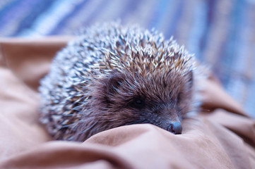 Spiky hedgehog sitting on textile material on the floor indoors