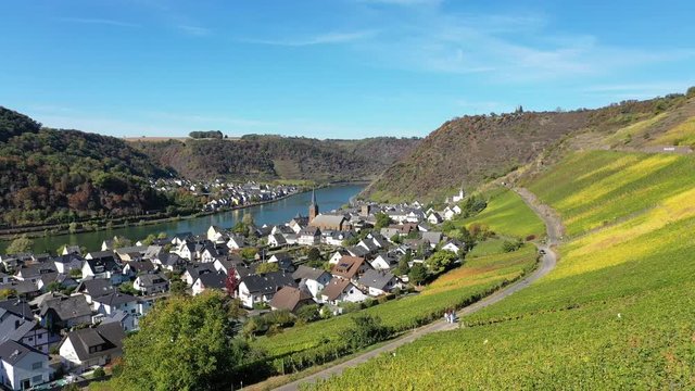 Aerial view of vineyards in autumn near Alken, Moselle River
