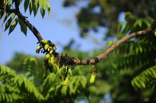 Averrhoa bilimbi commonly known belimbing buluh used by people at southeast Asia as a culinary spice and as a flavor enhancer to sour dishes. 