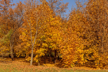 Fototapeta na wymiar A colorful background image of autumn, fallen autumn leaves ideal for seasonal use as a background for a calendar, postcard. Autumn view with bright yellow and red leaves on a sunny day