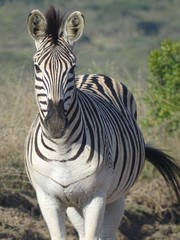 Naklejka premium Zebra facing the camera