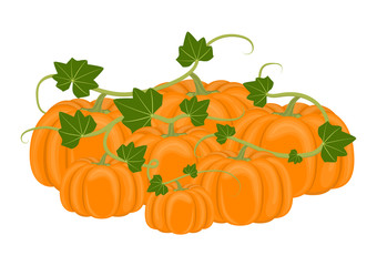 Vector illustration. Pile autumn pumpkins on white background.