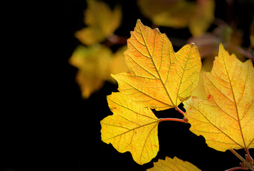 Ahornblätter im Herbst bei Gegenlicht