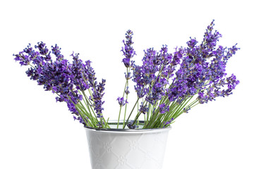 Lavender flowers on white background