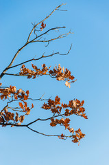 Last oak leaves on blue sly background