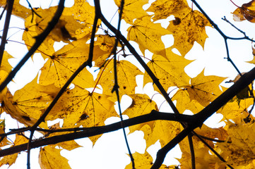 Yellow maple leaves. Last leaves on maple branches in the middle of autumn