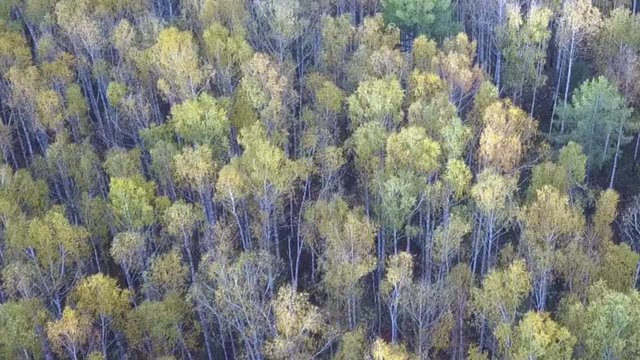 AERIAL: Flying above the stunning colorful treetops with turning leaves on sunny day. Beautiful autumn trees in yellow, orange and red forest on sunny autumn day. Fall foliage in autumn forest