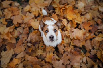 Funny dog in the autumn in the leaves. Cute pet. Active Jack Russell Terrier