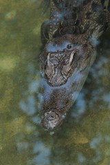 crocodile , reptiles and amphibians animal .