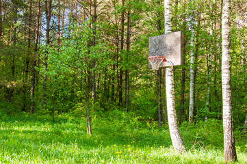 Basketball ring hanging on birch tree in Lithuanian forest