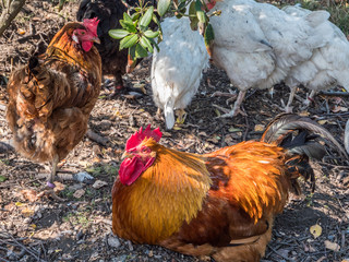 Freilandhaltung Hühner