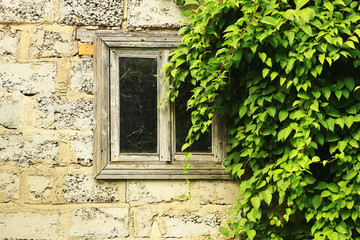 Fototapeta na wymiar Old wooden window framed by green leaves