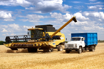 combine unloads wheat grain in a truck on the field