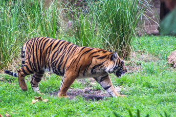 Bengal tiger in man made habitat