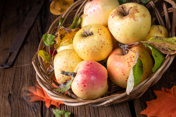 fresh and tasty organic apples in a basket