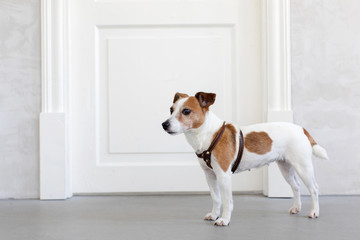 Adorable little dog in harness standing near closed door in stylish room