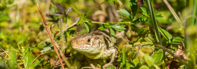 Reptil im Gras